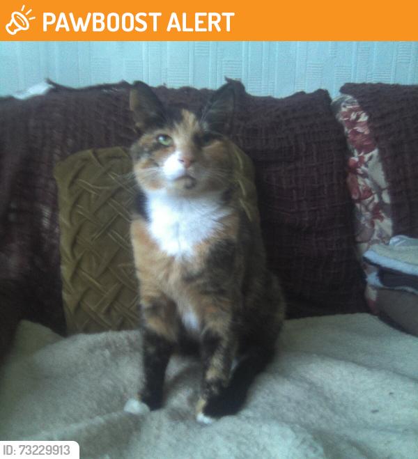 Found/Stray Female Cat last seen Near Wigan road West Houghton, Westhoughton, England BL5 3RD