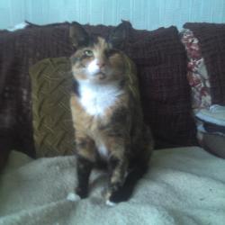 Found/Stray Female Cat last seen Near Wigan road West Houghton, Westhoughton, England BL5 3RD