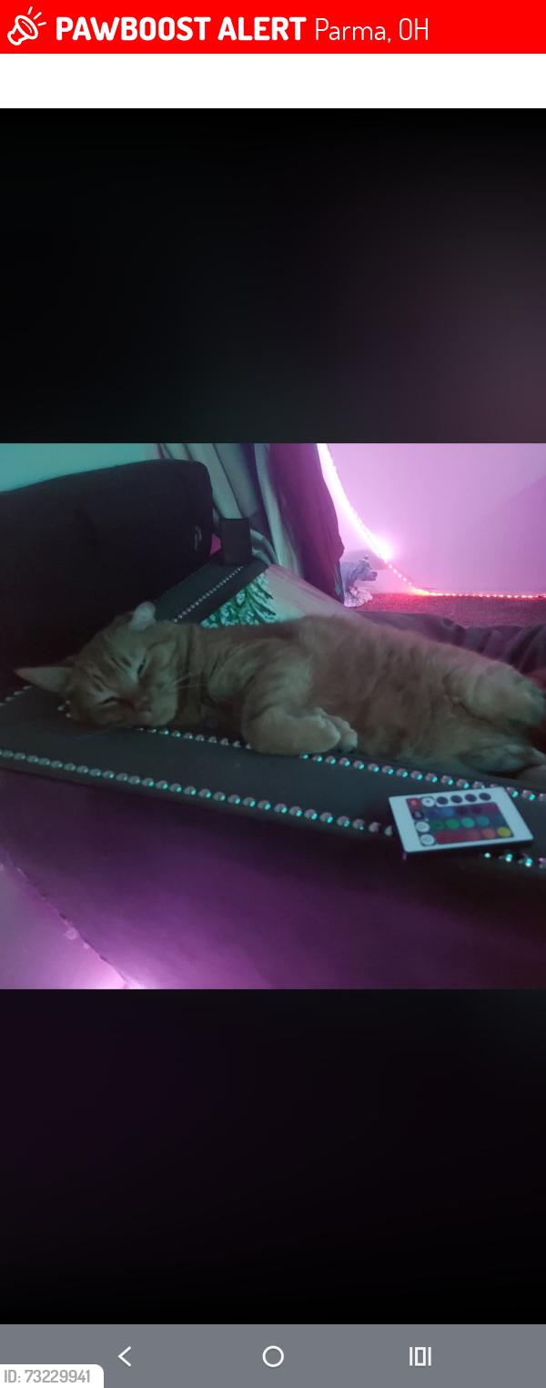 Lost Male Cat last seen Brookpark rd, Parma, OH 44129