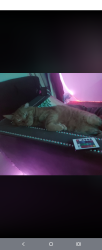 Lost Male Cat last seen Brookpark rd, Parma, OH 44129