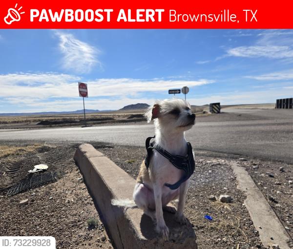 Lost Female Dog last seen E. Price, Brownsville, TX 78521