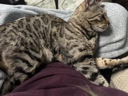 Lost Male Cat last seen Franklin and Cherry, Nampa, ID 83687