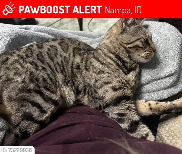 Lost Male Cat last seen Franklin and Cherry, Nampa, ID 83687