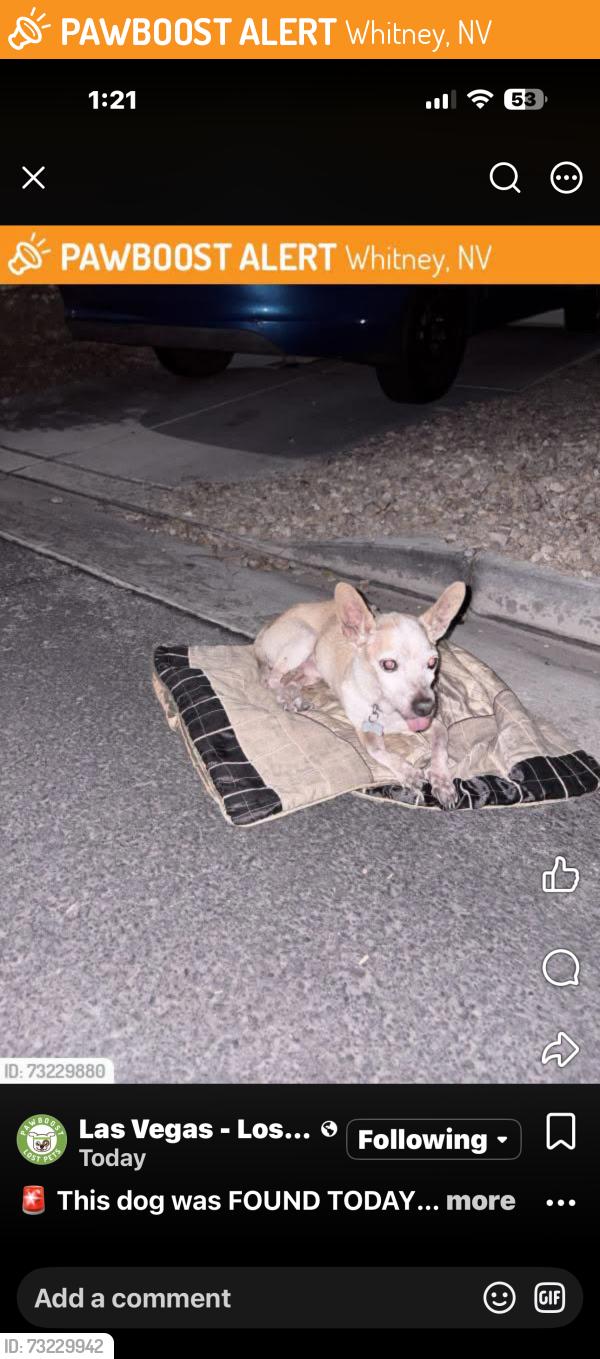 Found/Stray Male Dog last seen Salmon mountain and theme, Whitney, NV 89122