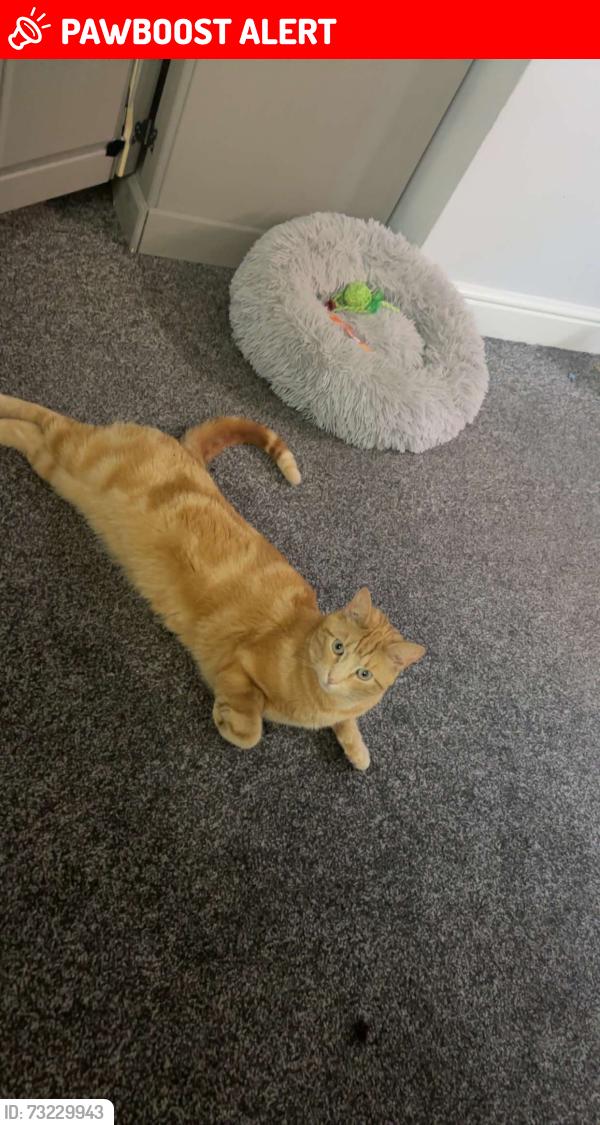 Lost Male Cat last seen tredworth, Greater London, England 