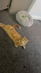 Lost Male Cat last seen tredworth, Greater London, England 