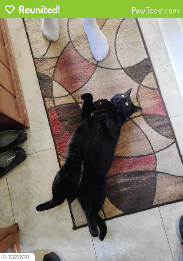 Reunited Female Cat last seen Townline Road, Franklin, MA 02038