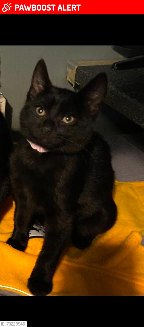 Lost Female Cat last seen Vassell road/cramner road, Greater London, England SW9 6LG