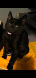 Lost Female Cat last seen Vassell road/cramner road, Greater London, England SW9 6LG