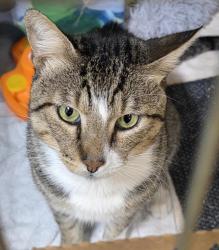 Shelter Stray Male Cat last seen Near Franklin Avenue, San Diego, CA, 92113, 5500 Gaines St, San Diego, CA 92110, USA