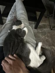 Found/Stray Female Cat last seen Stoddard Park Anaheim, Anaheim, CA 92802