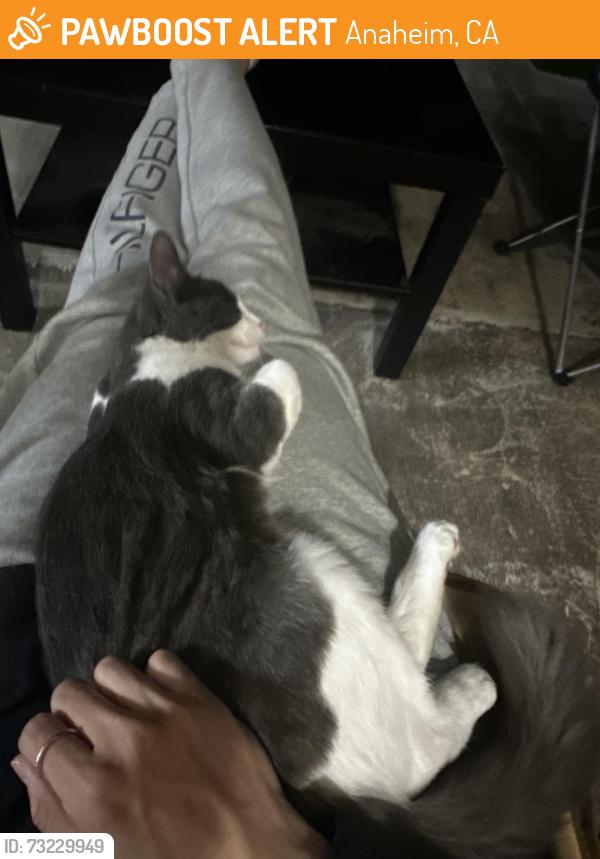 Found/Stray Female Cat last seen Stoddard Park Anaheim, Anaheim, CA 92802
