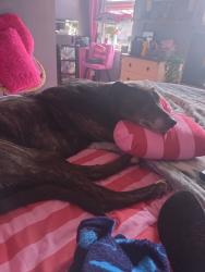 Lost Female Dog last seen Gillibrands nursing home, Lancashire, England 