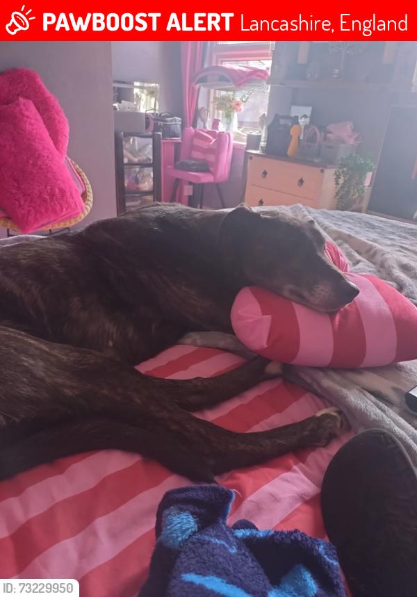 Lost Female Dog last seen Gillibrands nursing home, Lancashire, England 