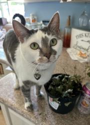 Lost Female Cat last seen 3rd St calimesa, Calimesa, CA 92320