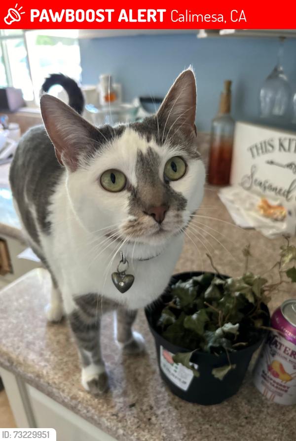 Lost Female Cat last seen 3rd St calimesa, Calimesa, CA 92320