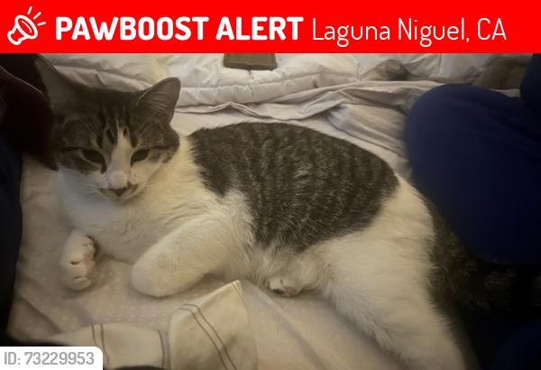 Lost Male Cat last seen Crystal cay community in Laguna Niguel, Laguna Niguel, CA 92677