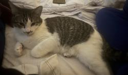 Lost Male Cat last seen Crystal cay community in Laguna Niguel, Laguna Niguel, CA 92677