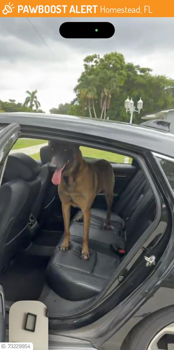 Found/Stray Female Dog last seen Krome and Avocado Dr, Homestead, FL 33030