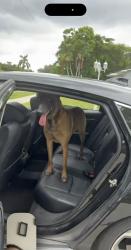 Found/Stray Female Dog last seen Krome and Avocado Dr, Homestead, FL 33030