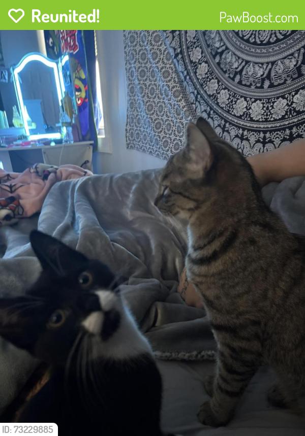 Reunited Female Cat last seen Near Arlington street east providence, East Providence, RI 02914