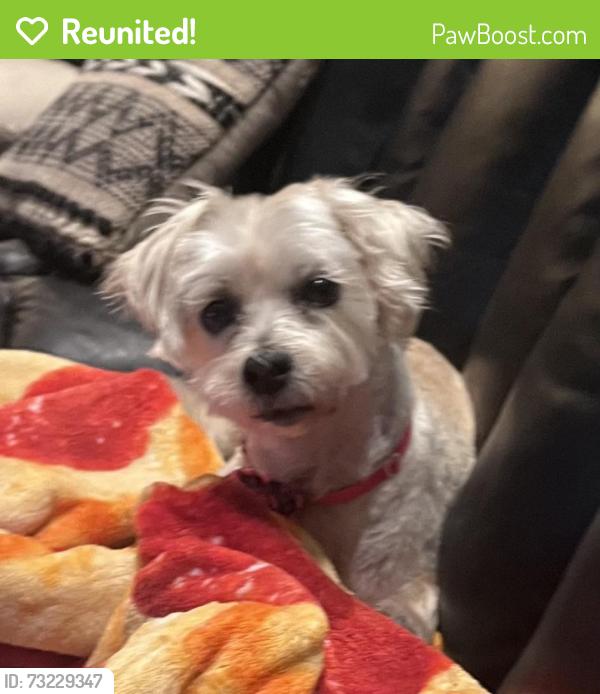 Reunited Female Dog last seen Paint Ct $ Crestview, Norco, CA 92879
