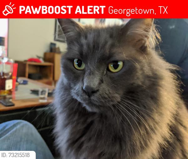 Lost Male Cat last seen Frederick Dr. Higgs. Westinghouse, Georgetown, TX 78626