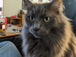 Lost Male Cat last seen Frederick Dr. Higgs. Westinghouse, Georgetown, TX 78626