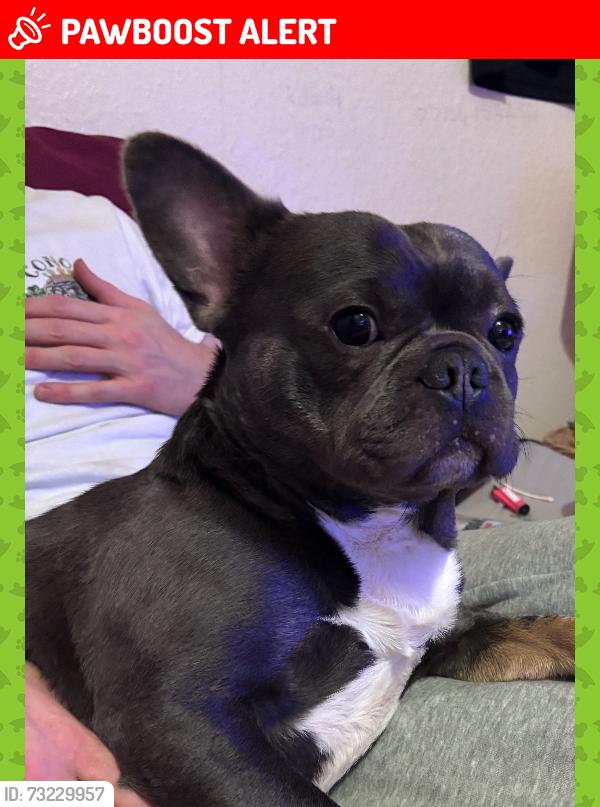 Lost Male Dog last seen Near Brownley rd wythenshawe, Wythenshawe, England M22 8UD