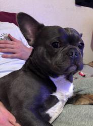 Lost Male Dog last seen Near Brownley rd wythenshawe, Wythenshawe, England M22 8UD
