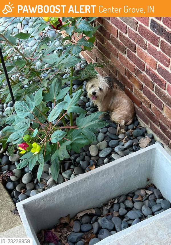 Found/Stray Male Dog last seen Eldorado, Center Grove, IN 46143