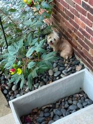 Found/Stray Male Dog last seen Eldorado, Center Grove, IN 46143