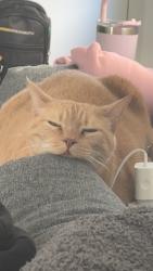 Reunited Female Cat last seen Woodbridge state school, Logan Central, QLD 4114
