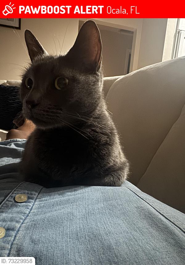 Lost Female Cat last seen se 18th ave and 36th place, Ocala, FL 34471