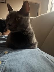 Lost Female Cat last seen se 18th ave and 36th place, Ocala, FL 34471