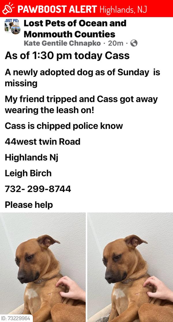 Lost Female Dog last seen Bayview Terrace, Highlands, NJ 07732
