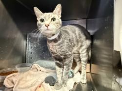 Shelter Stray Male Cat last seen dropped at 47th precinct, BRONX, NY, 10466, 326 E 110th St, New York, NY 10029, USA