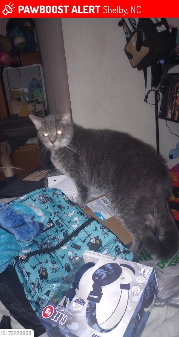 Lost Female Cat last seen Boss TV, Shelby, NC 28150
