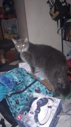Lost Female Cat last seen Boss TV, Shelby, NC 28150