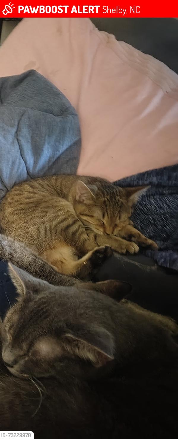 Lost Male Cat last seen Boss TV, Shelby, NC 28150