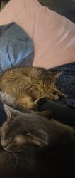 Lost Male Cat last seen Boss TV, Shelby, NC 28150
