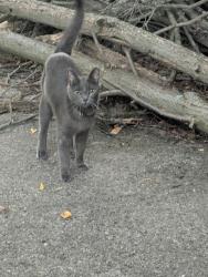 Found/Stray Unknown Cat last seen Newbridge and Melodymanor, Cincinnati, OH 45239
