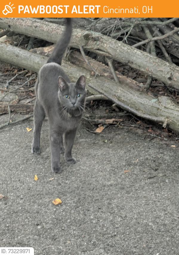Found/Stray Unknown Cat last seen Newbridge and Melodymanor, Cincinnati, OH 45239