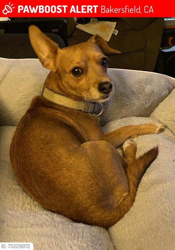 Lost Male Dog last seen Cheshire ave, Bakersfield, CA 93309