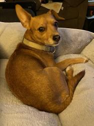Lost Male Dog last seen Cheshire ave, Bakersfield, CA 93309