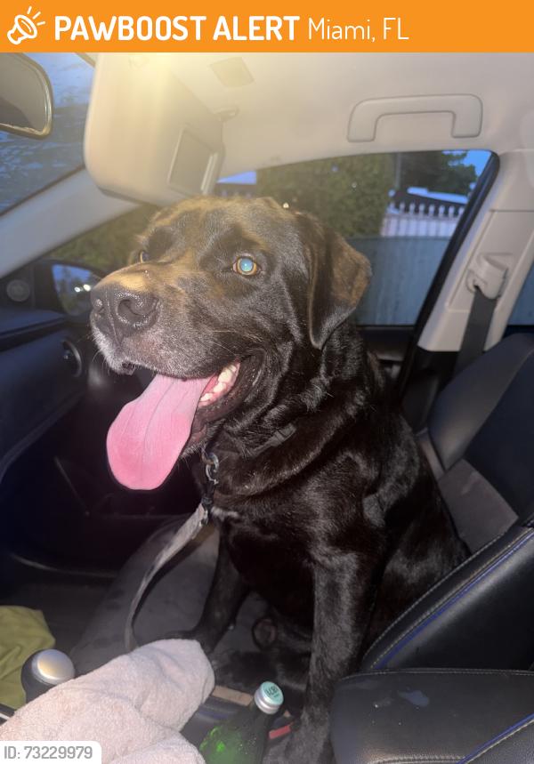 Found/Stray Male Dog last seen Near round about, Miami, FL 33155