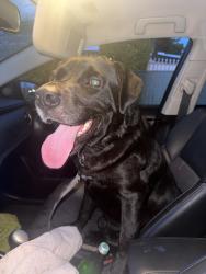Found/Stray Male Dog last seen Near round about, Miami, FL 33155