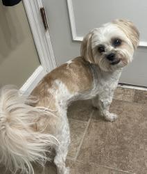Found/Stray Female Dog last seen Manhattan and fair oaks ave, Tampa, FL 33611