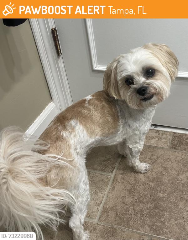 Found/Stray Female Dog last seen Manhattan and fair oaks ave, Tampa, FL 33611