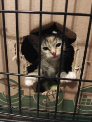 Found/Stray Female Cat last seen Corner of S Baker & E Allen St, Four Oaks, NC 27524